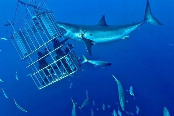 Shark Cage Diving