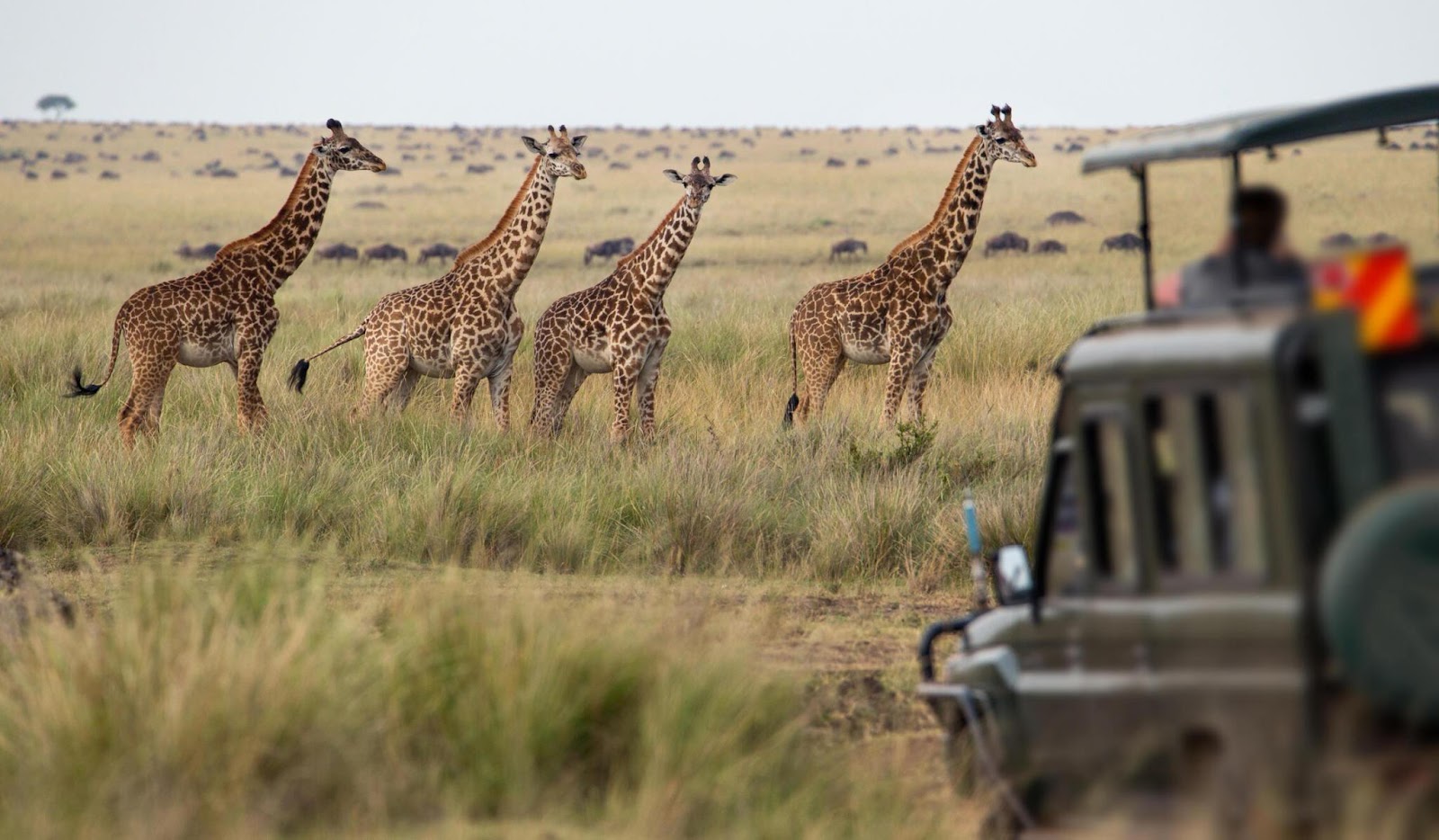 Discovering the Marvels of Tanzania